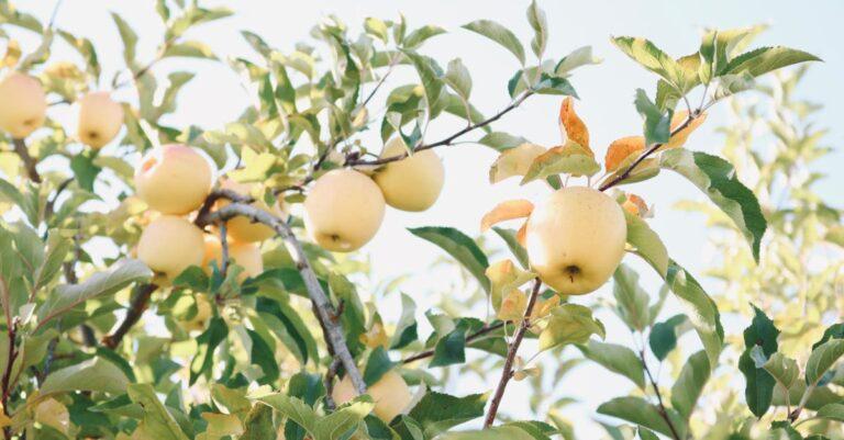 découvrez les arbres à croissance rapide, idéaux pour embellir votre jardin tout en offrant ombre et intimité en un temps record. apprenez à choisir et entretenir ces espèces pour des résultats optimaux.