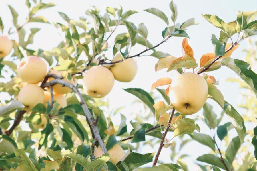 découvrez les arbres à croissance rapide, idéaux pour embellir votre jardin tout en offrant ombre et intimité en un temps record. apprenez à choisir et entretenir ces espèces pour des résultats optimaux.