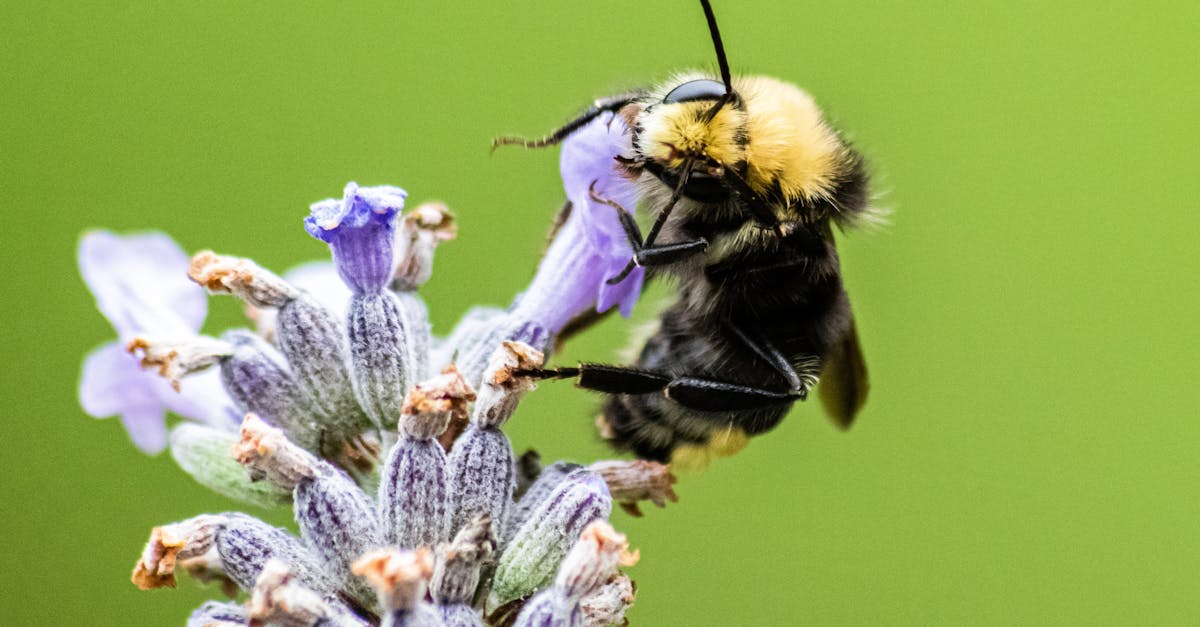 découvrez bumble, l'application de rencontre innovante qui donne le pouvoir aux femmes. avec bumble, trouvez des partenaires pour des relations amicales, amoureuses ou professionnelles dans un environnement respectueux et sécurisé.