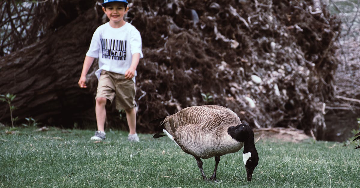 découvrez la collection canada goose, reconnue pour ses vestes haut de gamme et ses manteaux de haute qualité. profitez d'un style inégalé et d'une chaleur exceptionnelle, idéale pour affronter les hivers les plus rigoureux.