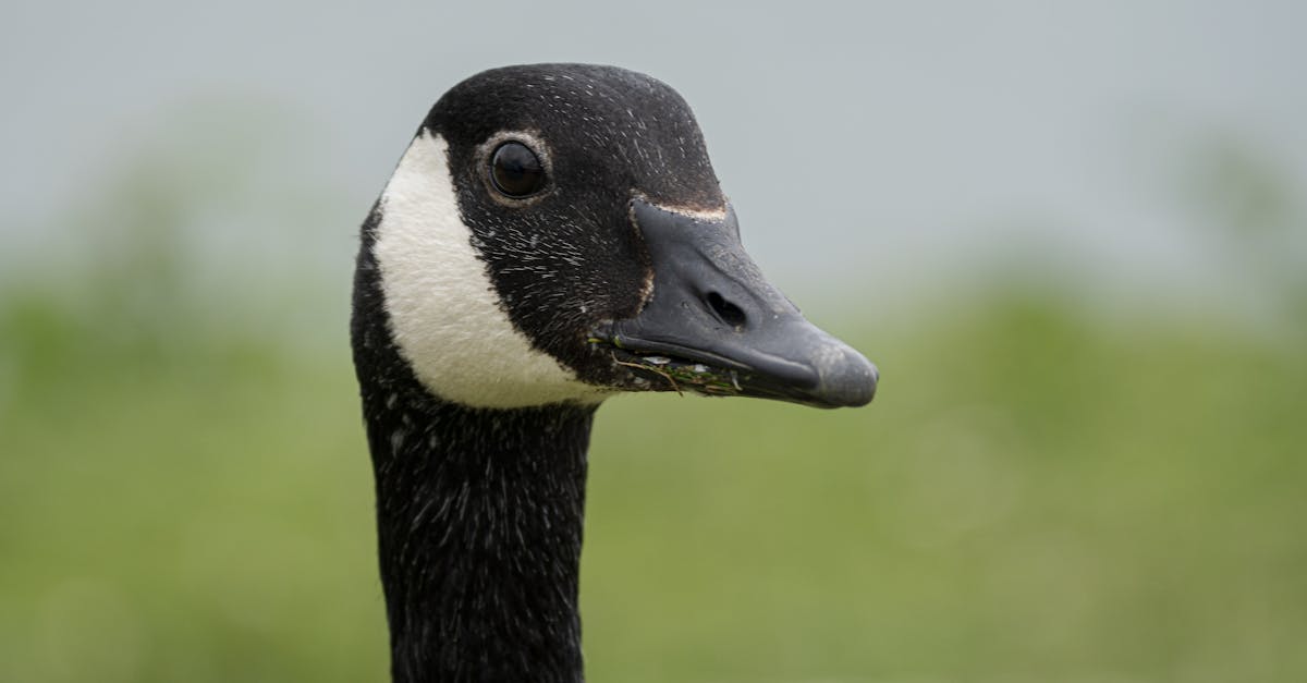 découvrez les vestes et vêtements de luxe canada goose, réputés pour leur qualité exceptionnelle et leur capacité à affronter les températures les plus froides. profitez d'un style alliant confort et robustesse, idéal pour les aventuriers en quête de chaleur.