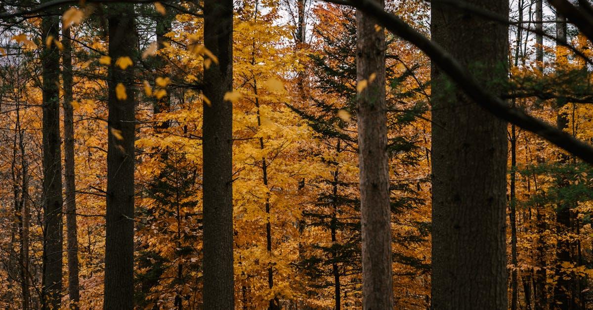 découvrez les avantages des arbres à croissance rapide, idéaux pour embellir vos espaces extérieurs tout en offrant ombre et protection. parfaits pour les jardins et les paysages, ces arbres sont un choix judicieux pour une nature luxuriante et durable.