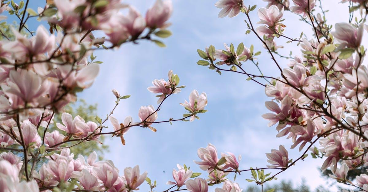 découvrez les arbres à croissance rapide, idéaux pour embellir votre jardin ou votre paysage en un rien de temps. apprenez à choisir les espèces adaptées à votre région et à optimiser leur entretien pour un développement luxuriant.