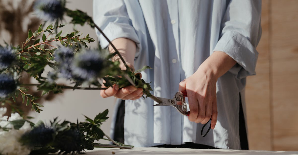 découvrez l'art de la taille des plantes avec nos conseils pratiques sur le prunage. apprenez les techniques essentielles pour favoriser la croissance et la floraison de vos jardins.