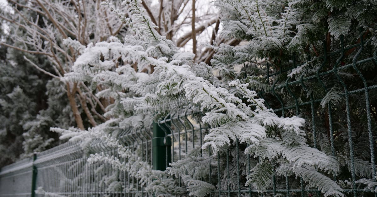 découvrez les meilleures plantes d'hiver pour embellir votre intérieur et votre jardin pendant la saison froide. idéales pour résister aux températures basses, ces plantes apportent couleur et vie même en hiver.