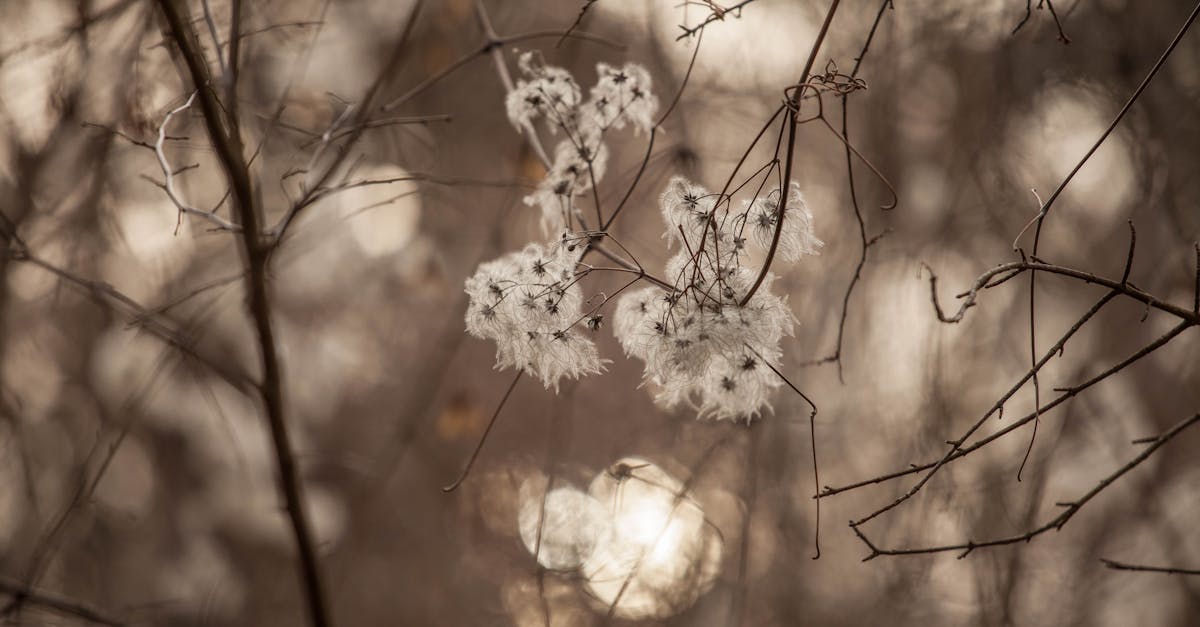 découvrez les meilleures plantes d'hiver pour embellir votre intérieur et votre jardin pendant la saison froide. apprenez comment les entretenir et les choisir pour profiter de la beauté de la nature tout au long de l'hiver.