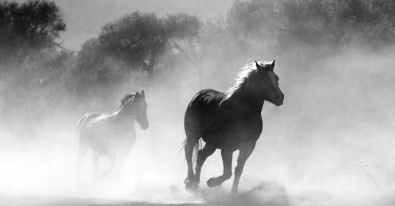 découvrez l'univers captivant des westerns, où l'aventure, la bravoure et le far west se rencontrent. plongez dans des histoires épiques de cow-boys, de duels et de paysages à couper le souffle, et revivez l'âge d'or du cinéma avec nos films et séries incontournables.