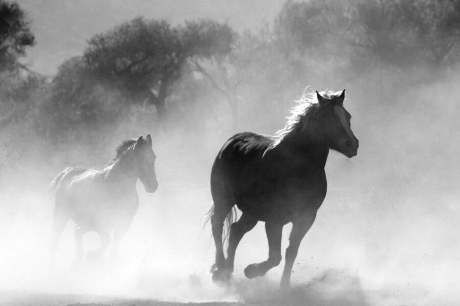 découvrez l'univers captivant des westerns, où l'aventure, la bravoure et le far west se rencontrent. plongez dans des histoires épiques de cow-boys, de duels et de paysages à couper le souffle, et revivez l'âge d'or du cinéma avec nos films et séries incontournables.