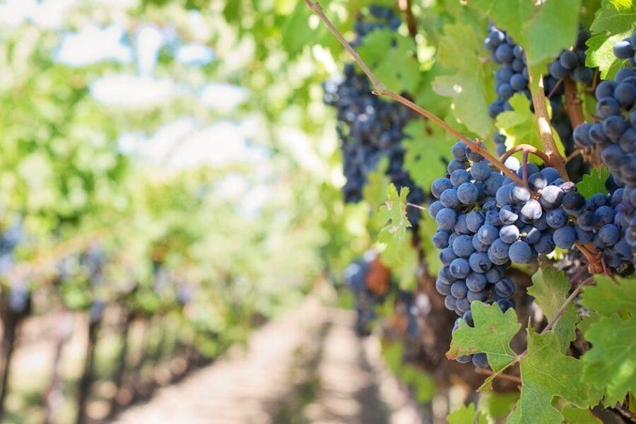 découvrez l'univers fascinant du vin, ses origines, ses variétés et les meilleures régions viticoles. plongez dans l'art de la dégustation et apprenez à choisir le vin idéal pour chaque occasion.