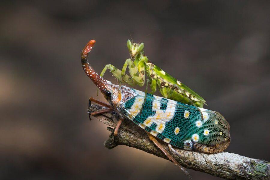 découvrez le fascinant monde des insectes : leur diversité, leur rôle écologique et leurs comportements fascinants. apprenez-en plus sur ces créatures minuscules qui ont un impact énorme sur notre planète.