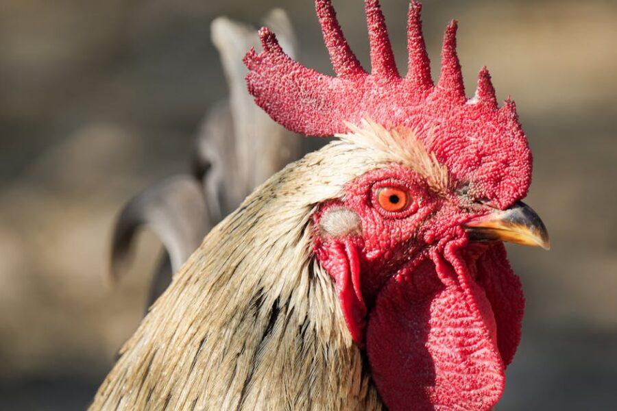 découvrez notre recette de poulet au citronnelle, alliant tendreté et saveurs exquises. parfait pour un plat savoureux qui ravira vos papilles avec une touche d'exotisme.