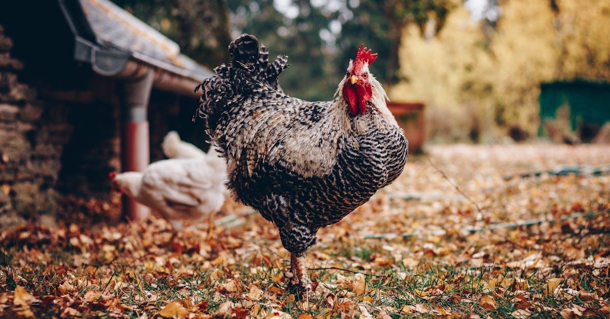 découvrez notre guide complet sur le poulet : recettes savoureuses, conseils de cuisson, et informations nutritionnelles pour savourer ce délicieux aliment sous toutes ses formes.
