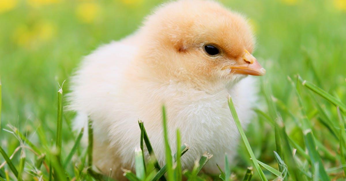 découvrez nos délicieuses recettes de poulet, idéales pour toutes les occasions. que vous soyez amateur de plats classiques ou en quête d'originalité, trouvez l'inspiration pour sublimer votre poulet en un véritable festin culinaire.