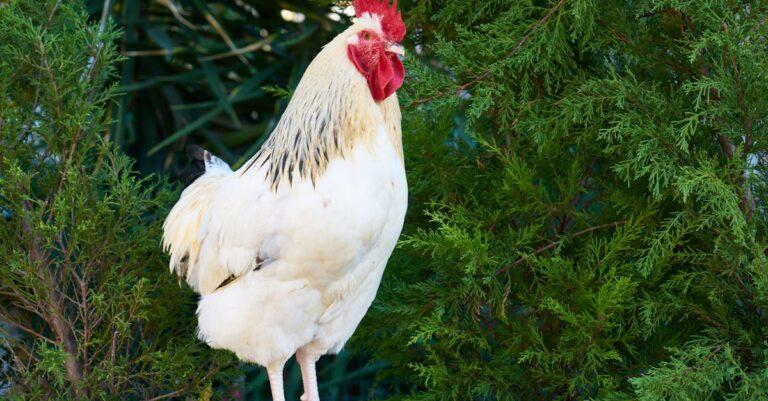 découvrez notre sélection de recettes savoureuses à base de poulet. que ce soit pour un repas en famille ou un dîner entre amis, trouvez des idées de plats qui raviront vos convives, du poulet rôti aux plats mijotés.