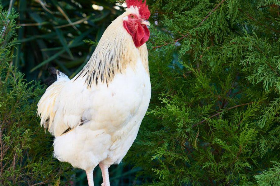 découvrez notre sélection de recettes savoureuses à base de poulet. que ce soit pour un repas en famille ou un dîner entre amis, trouvez des idées de plats qui raviront vos convives, du poulet rôti aux plats mijotés.