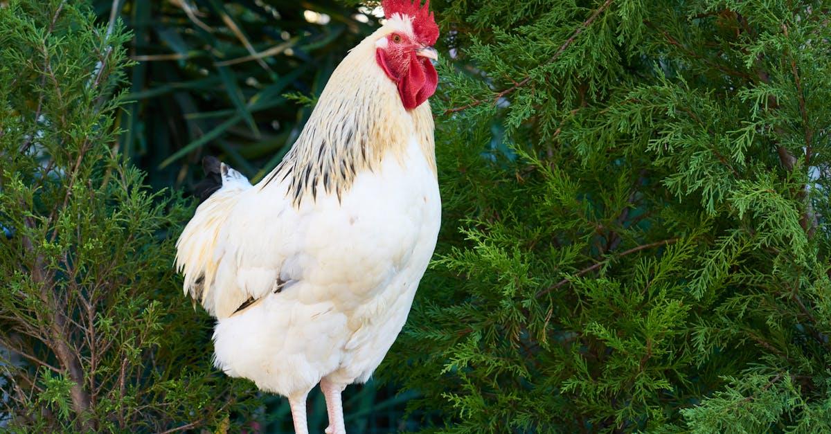 découvrez notre sélection de recettes savoureuses à base de poulet. que ce soit pour un repas en famille ou un dîner entre amis, trouvez des idées de plats qui raviront vos convives, du poulet rôti aux plats mijotés.