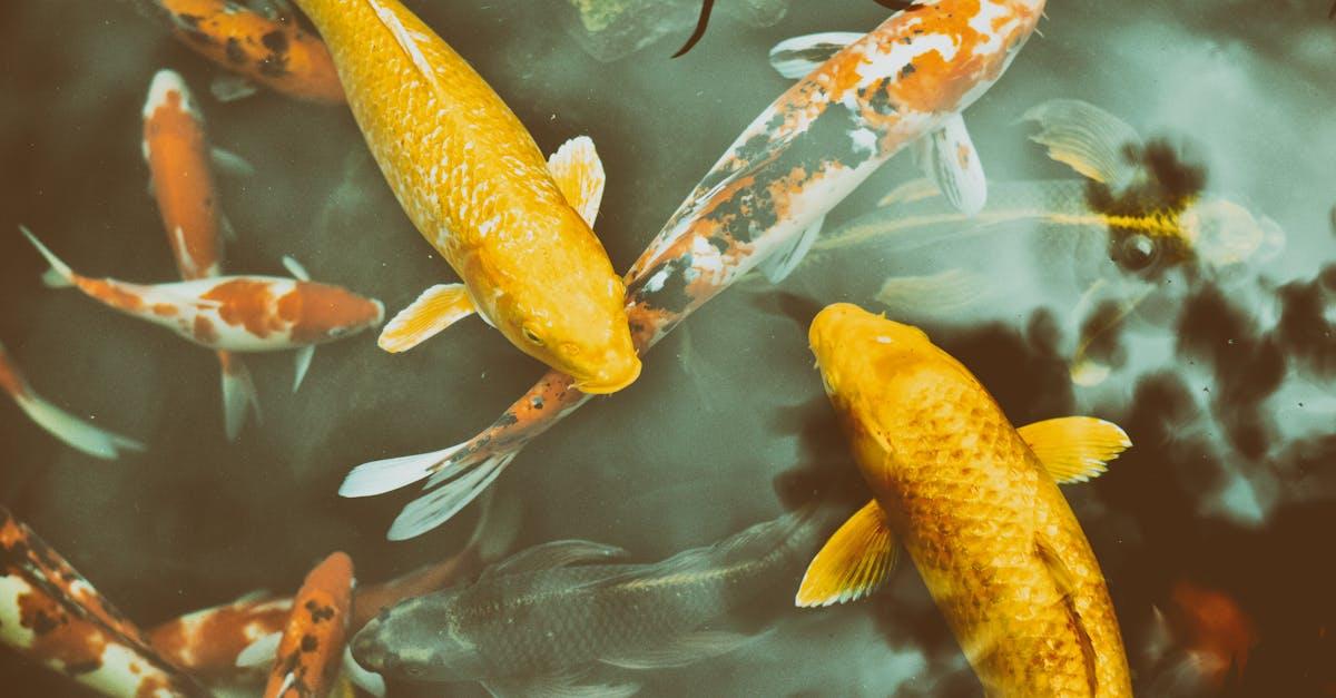 découvrez l'expérience unique du fish spa, où des petits poissons effleurent votre peau pour une exfoliation douce et naturelle. offrez-vous un moment de détente et de bien-être tout en prenant soin de vos pieds. idéal pour se relaxer après une journée bien remplie.