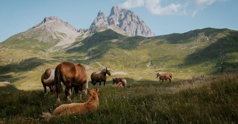 découvrez les pyrénées-orientales, une région enchanteresse du sud de la france alliant montagnes majestueuses, plages ensoleillées et riche patrimoine culturel. partez à l'aventure entre nature préservée et traditions catalanes.