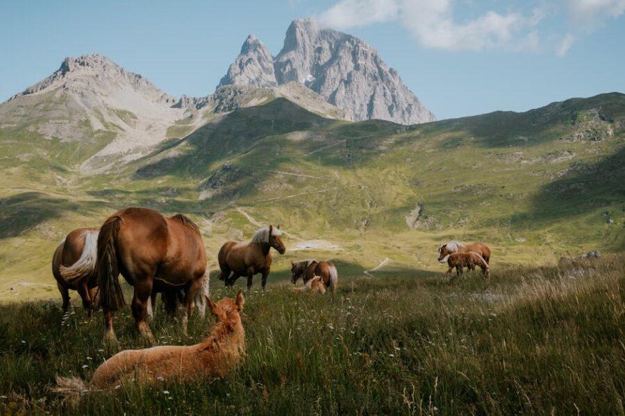 découvrez les pyrénées-orientales, une région enchanteresse du sud de la france alliant montagnes majestueuses, plages ensoleillées et riche patrimoine culturel. partez à l'aventure entre nature préservée et traditions catalanes.
