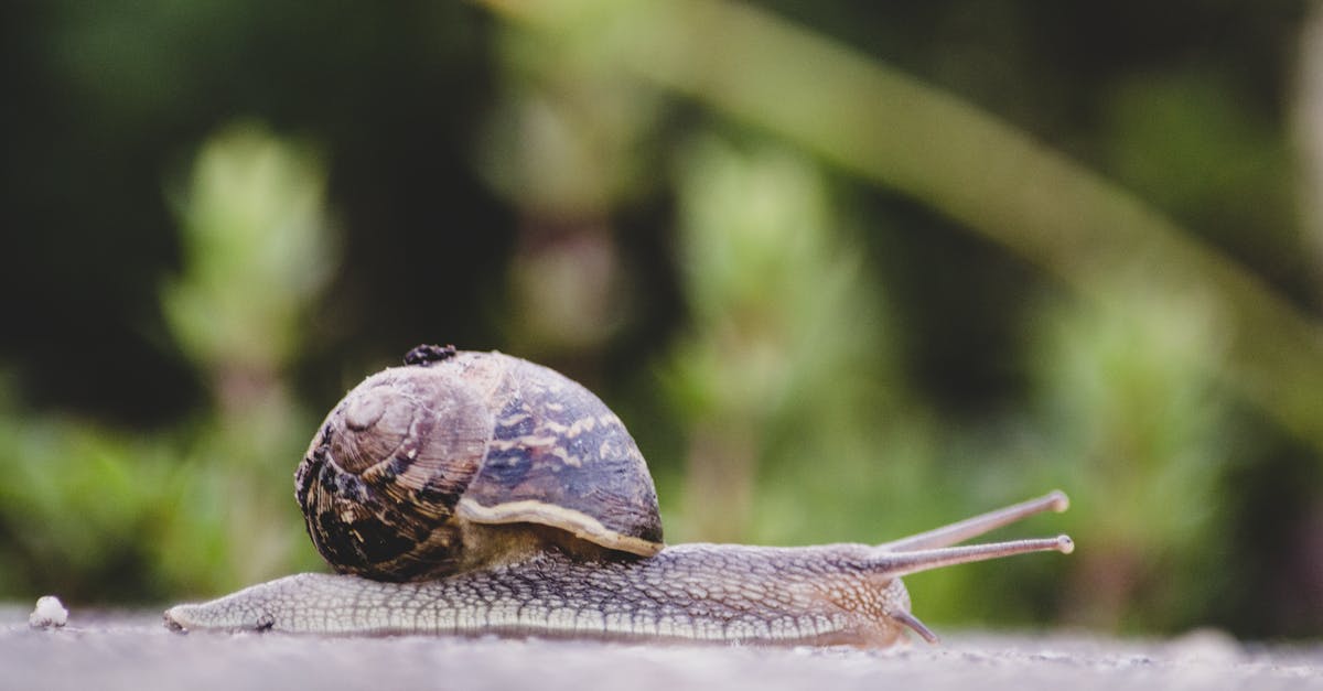 découvrez tout sur les slugs : leurs caractéristiques, leur habitat, et leur rôle écologique. apprenez à les reconnaître et à les protéger dans la nature.