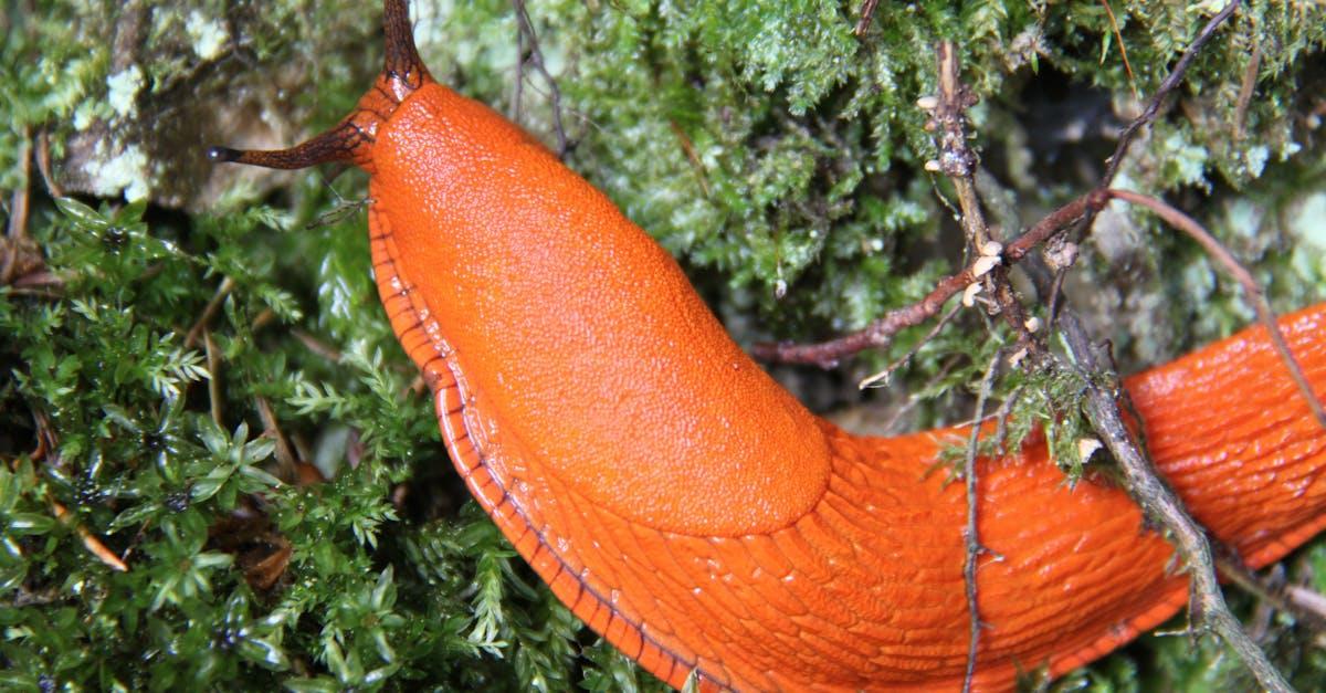 découvrez tout ce qu'il faut savoir sur les slugs : leur biologie, leur habitat, et comment les apprivoiser dans votre jardin pour un écosystème équilibré.