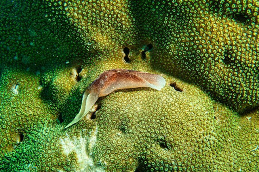 découvrez tout ce qu'il faut savoir sur les slugs : leur biologie, habitat, alimentation et rôle dans l'écosystème. apprenez à les reconnaître et à favoriser leur présence dans votre jardin.