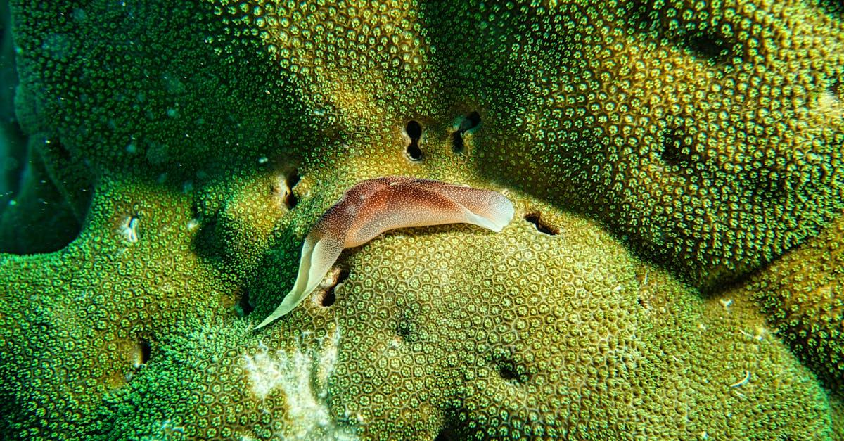 découvrez tout ce qu'il faut savoir sur les slugs : leur biologie, habitat, alimentation et rôle dans l'écosystème. apprenez à les reconnaître et à favoriser leur présence dans votre jardin.