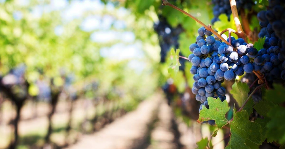 découvrez l'univers fascinant du vin : ses origines, ses variétés et ses accords parfaits. plongez dans l'art de la vinification et apprenez à déguster comme un expert. que vous soyez amateur ou débutant, explorez les plaisirs d'une vaste sélection de vins à travers le monde.