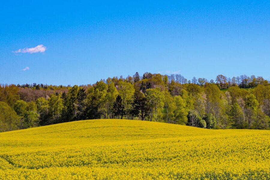 découvrez les causes et solutions au jaunissement des plantes et des feuilles. apprenez à identifier les facteurs responsables et à préserver la santé de votre jardin grâce à nos conseils pratiques.