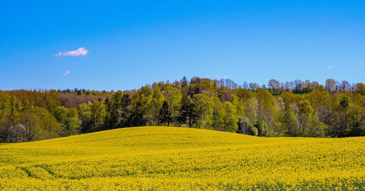 découvrez les causes et solutions au jaunissement des plantes et des feuilles. apprenez à identifier les facteurs responsables et à préserver la santé de votre jardin grâce à nos conseils pratiques.